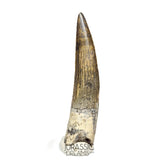 S65 - Finest Quality Suchomimus tenerensis Spinosaurid Dinosaur Tooth