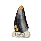 S102 - Juvenile Tyrannosaur Dinosaur Tooth Tip - Judith River Fm