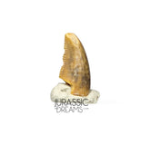 S72 - Exceedingly Rare Zapsalis abradens (Dromaeosaurid Raptor Theropod) Dinosaur Tooth - Judith River Fm