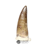 20437- Nicely Preserved Suchomimus tenerensis Dinosaur Tooth IN CATAWIKI AUCTION NOW