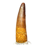S365 - Nicely Preserved Spinosaurus aegyptiacus Dinosaur Tooth - Red Sanstone Beds
