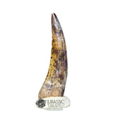 20294- Nicely Preserved Suchomimus tenerensis Dinosaur Tooth IN CATAWIKI AUCTION NOW