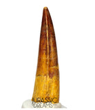 S293 - Nicely Preserved Spinosaurus aegyptiacus Dinosaur Tooth - Red Sanstone Beds