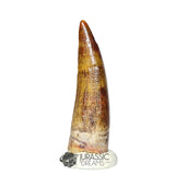 20307- Nicely Preserved Suchomimus tenerensis Dinosaur Tooth IN CATAWIKI AUCTION NOW