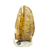 20020 -Exceedingly Rare Unidentified Basal Iguanodontian Dinosaur Tooth