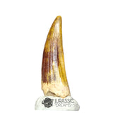 20183 - Gem Grade Suchomimus tenerensis Dinosaur Tooth - Cretaceous Elrhaz Fm IN CATAWIKI AUCTION NOW