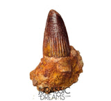 S347 - Outstanding Spinosaurus aegyptiacus Dinosaur Tooth in Natural Matrix - Visible Carina