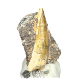 20255 - Nicely Preserved Suchomimus tenerensis Dinosaur Tooth in Natural Matrix IN CATAWIKI AUCTION NOW