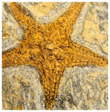 S83 - Nicely Preserved Petraster Ordovician Starfish Tiouririne Formation