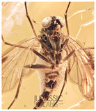 J27 - PREDATORY SNIPE FLY Rhagionidae RHAGIO Fossil Inclusion Genuine BALTIC AMBER + HQ Picture