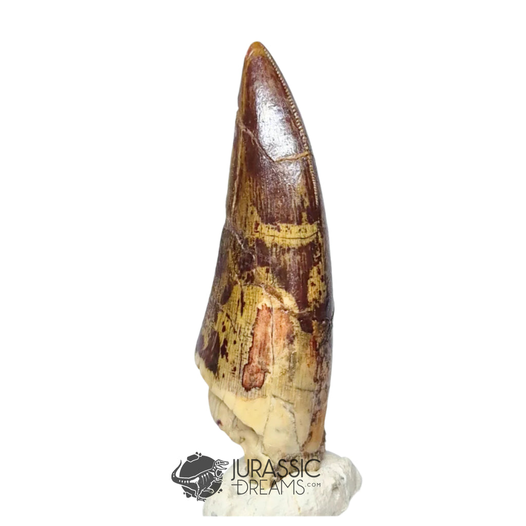 20047- Nicely Preserved Afrovenator abakensis Megalosaurid Dinosaur Tooth Jurassic Tiouraren Fm IN CATAWIKI AUCTION NOW
