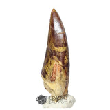 20047- Nicely Preserved Afrovenator abakensis Megalosaurid Dinosaur Tooth Jurassic Tiouraren Fm IN CATAWIKI AUCTION NOW