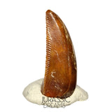 S93 - Unusual Majungasaurus crenatissimus Abelisaurid Dinosaur PREMAXILLARY Tooth