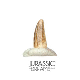 S219 - Top Rare Dromaeosaurid Raptor Theropod Dinosaur PREMAXILLARY Tooth - Judith River Fm