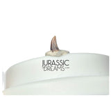 S331 - Tiny Lovely Dromaeosaurid Raptor Theropod Dinosaur Tooth - Judith River Fm