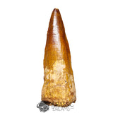 20117 - Gem Grade Spinosaurus aegyptiacus Dinosaur Tooth - Cretaceous KemKem Beds