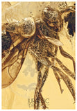 J36 - ENSIGN WASP Evaniidae Fossil Inclusion Genuine BALTIC AMBER + HQ Picture