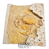 J284 - Finest Quality Fossil Crab (Potamon) Preserved in Travertine - Turkey Location
