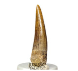 S350 - Gem Grade Suchomimus tenerensis Spinosaurid Dinosaur Tooth - Cretaceous Elrhaz Fm
