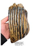S291 - Nicely Preserved Huge Ice Age Woolly Mammoth (Mammuthus primigenius) Upper Molar Tooth