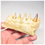 1517 - Museum Grade Juvenile Spinosaurus Dinosaur Right Hemi dentary jaw- Cretaceous KemKem Beds