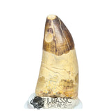 20152 - Huge Sarcosuchus imperator Crocodile Tooth - Lower Cretaceous Elrhaz Fm