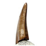 J566 - Tyrannosaur Dinosaur Tooth - Nanotyrannus sp - Late Cretaceous - Lance Creek Fm