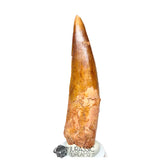 20195 - Nicely Preserved Large Spinosaurus aegyptiacus Dinosaur Tooth IN CATAWIKI AUCTION NOW
