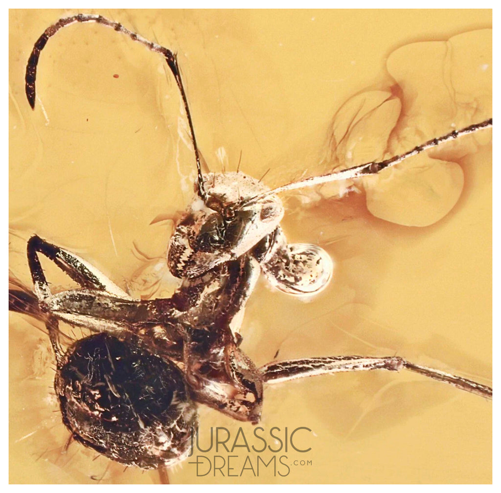 J10 - Large Nice ANT Formicidae Fossil Inclusion Genuine BALTIC AMBER + HQ Picture