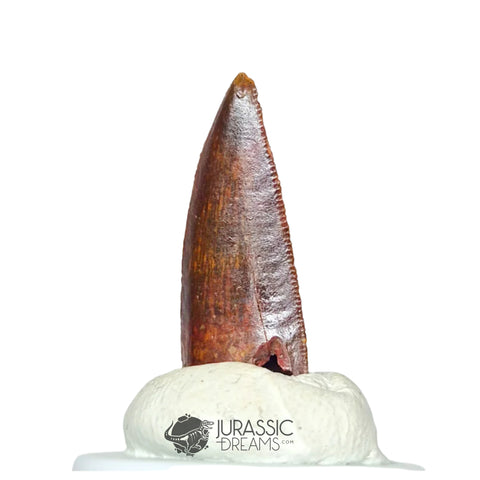 20247 - Nicely Preserved Abelisaurid Dinosaur Tooth - Cretaceous KemKem Beds IN CATAWIKI AUCTION NOW