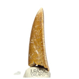S47 - Large Serrated Majungasaurus crenatissimus Abelisaurid Dinosaur Tooth