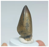 Gem Grade Sarcosuchus imperator Crocodile Tooth - Lower Cretaceous Elrhaz Fm