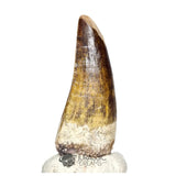 20129 - Nicely Preserved Suchomimus tenerensis Dinosaur Tooth IN CATAWIKI AUCTION NOW