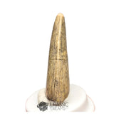 20456 - Nicely Preserved Afrovenator abakensis Megalosaurid Dinosaur Tooth IN CATAWIKI AUCTION NOW