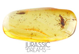 J21 - SUPERB Simuliidae BLACKFLY Fossil Inclusion Genuine BALTIC AMBER + HQ Picture