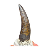 S46 - Top Huge Suchomimus tenerensis Spinosaurid Dinosaur Tooth