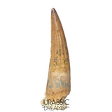 S315 - Gem Grade Suchomimus tenerensis Spinosaurid Partially Rooted Dinosaur Tooth - VISIBLE CARINA