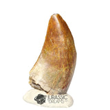 20370 - Nicely Preserved Afrovenator abakensis Megalosaurid Dinosaur Tooth IN CATAWIKI AUCTION NOW