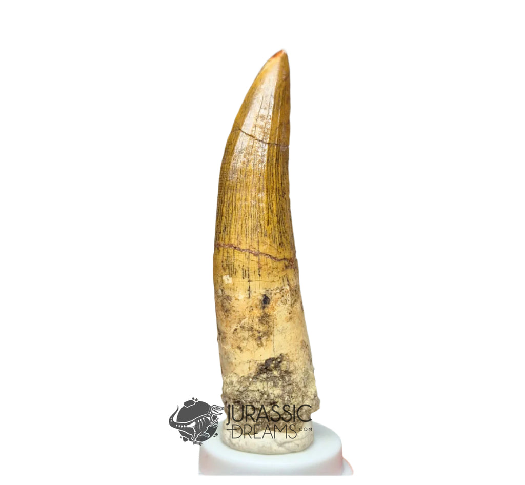 20028 - Nicely Preserved Large Suchomimus tenerensis Dinosaur Tooth IN CATAWIKI AUCTION NOW