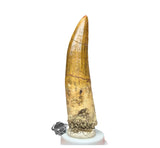 20028 - Nicely Preserved Large Suchomimus tenerensis Dinosaur Tooth IN CATAWIKI AUCTION NOW