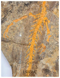 J507 - Museum Grade Rare Jeholotriton paradoxus - Primitive Jurassic Salamander - Daohugou Beds