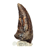 S520 - Museum Grade Rare Abelisaurid Dinosaur (cf Kryptops) Foot Claw - Elrhaz Fm