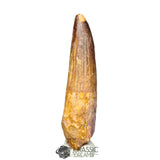 20174 - Nicely Preserved Large Spinosaurus aegyptiacus Dinosaur Tooth