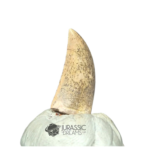 20241 - Nicely Preserved Kryptops palaios Abelisaurid Theropod Dinosaur Tooth IN CATAWIKI AUCTION NOW