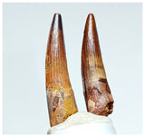 1157 - Gem Grade Set of 2 Juvenile Spinosaurus aegyptiacus Dinosaur Teeth