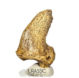 S376 - Amazing Huge Ice Age Cave Bear (Ursus spelaeus) Claw - Upper Pleistocene