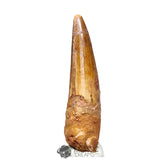 20179 - Nicely Preserved Large Spinosaurus aegyptiacus Dinosaur Tooth IN CATAWIKI AUCTION NOW