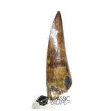 20494- Nicely Preserved Suchomimus tenerensis Dinosaur Tooth IN CATAWIKI AUCTION NOW