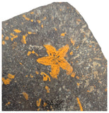 S257 - Nicely Preserved Petraster Ordovician Starfish + Carpoid - Tiouririne Formation