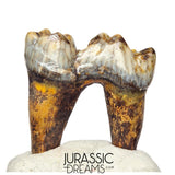 S240 - Gem Grade Ice Age Cave Bear (Ursus spelaeus) Lower Dentary Molar Tooth (M1)
